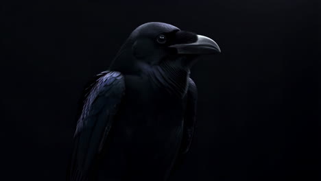 portrait of a raven
