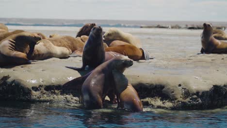 colony of sea lions basking on a sunny day in the patagonian coastline