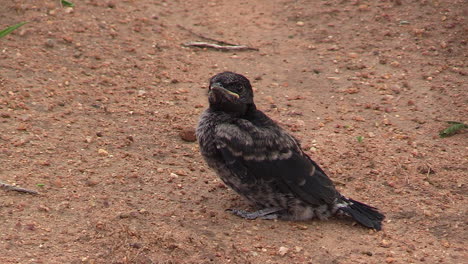 close up of a juvenile barn swallow