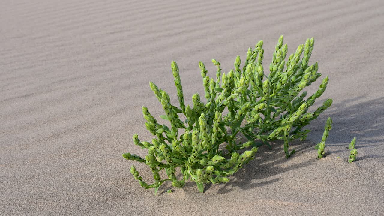 In the barren expanse of the Durgun Nuur desert, a lone green sprout pushes through the sand. This close-up captures a symbol of hope and the tenacity of life in a desolate environment