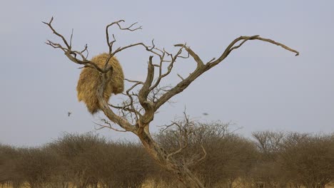 wide shot of the nest of the sociable weaver bird on the plains of namibia africa