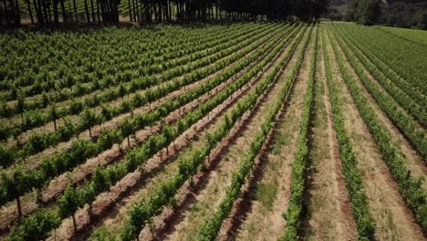 scenic wine farm in the countryside of constantia, cape town, south africa