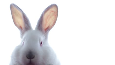 white rabbit isolated on white background
