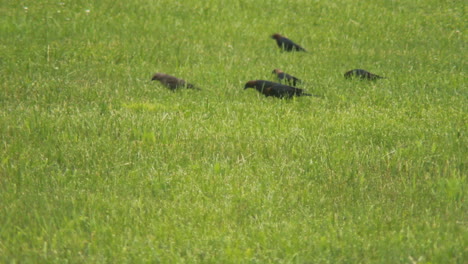 Kleine-Schwarze-Vögel,-Die-In-Einem-Grünen-Feld-Nach-Futter-Suchen