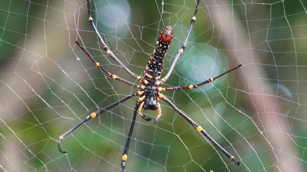 foto de muñeca de una araña tejedora de orbe dorado en su tela