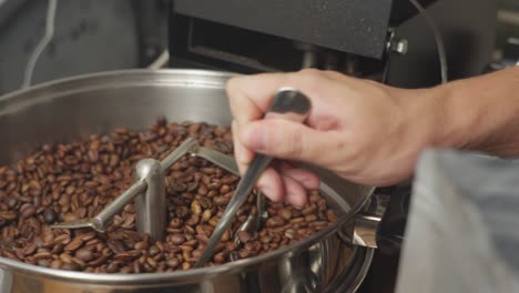 Person,-Die-Den-Röstgrad-Der-Kaffeebohne-überprüft