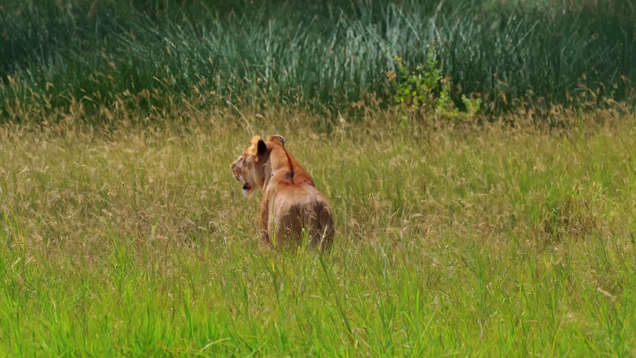 Leonessa solitaria che pattuglia le vaste pianure del Parco Nazionale del Serengeti, Africa, a caccia della sua prossima preda. Scena faunistica cinematografica che cattura l'istinto predatorio, la tensione e la cruda sopravvivenza nella savana.