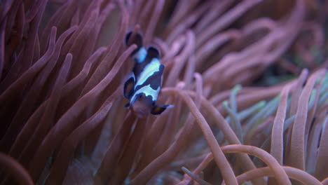 pez payaso común en anémona en el acuario de florida en la bahía de tampa, florida