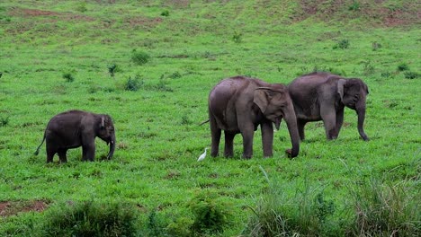 Los-Elefantes-Asiáticos-Son-Especies-En-Peligro-De-Extinción-Y-También-Son-Residentes-De-Tailandia