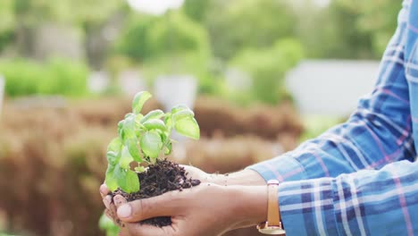 Hands-of-african-american-woman-holding-herb-seedling