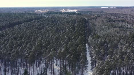 drone shots of trees- nature during winter time