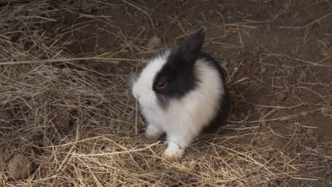 black and white bunny rabbit eating hay on ground