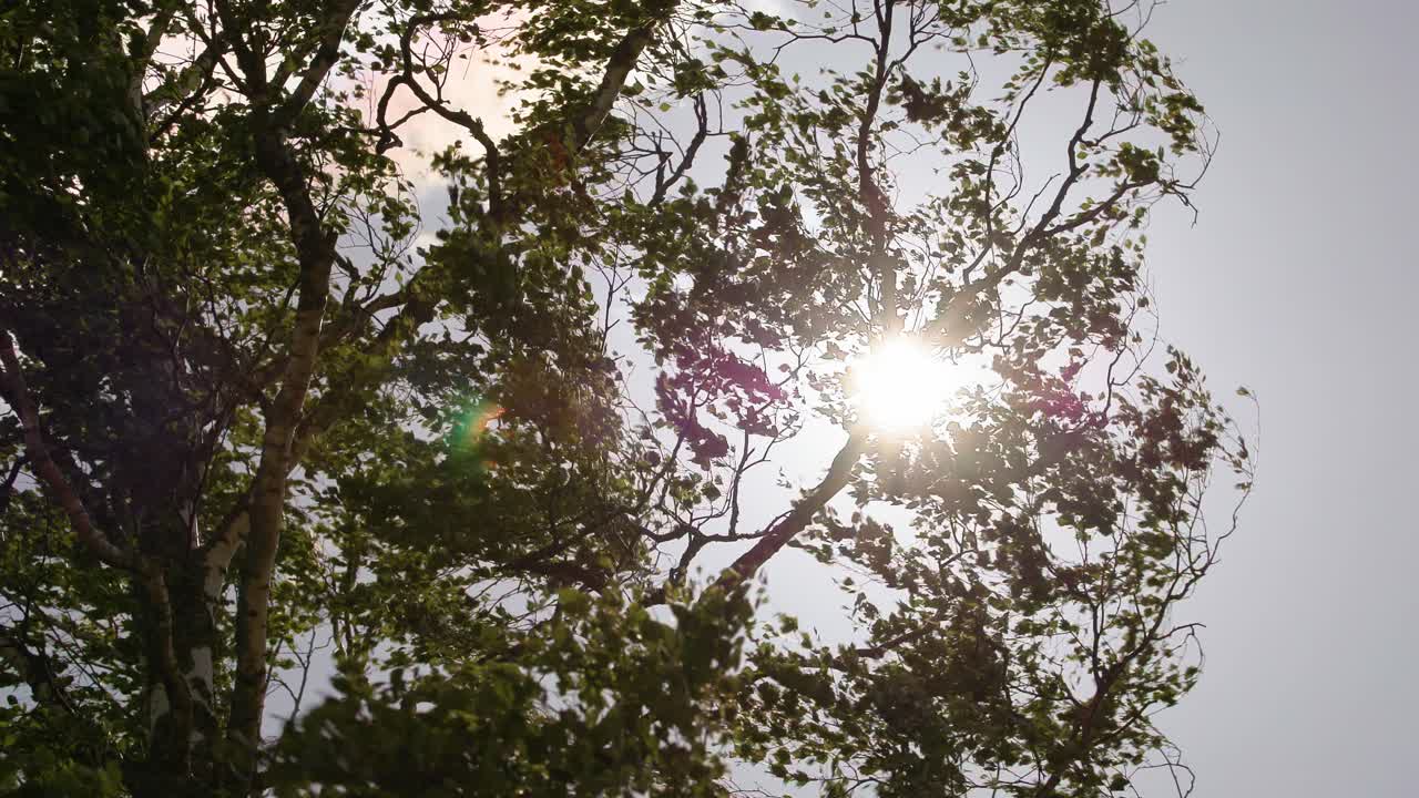 Birch tree leaves blowing in strong wind slow motion