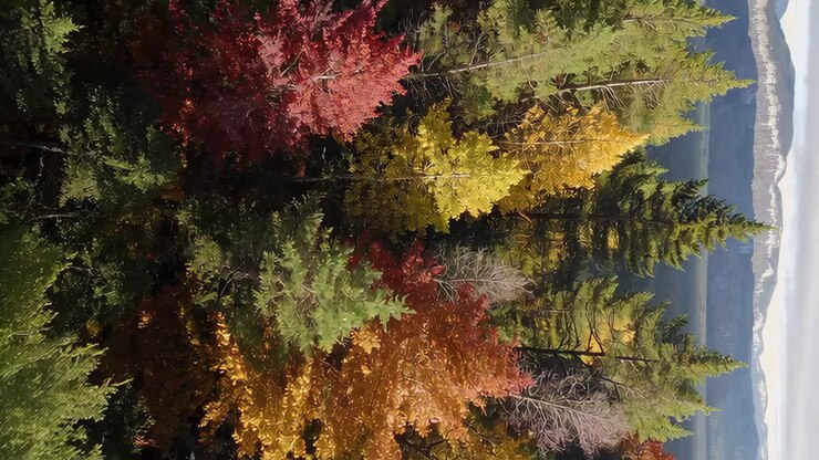 Ruska metsässä
