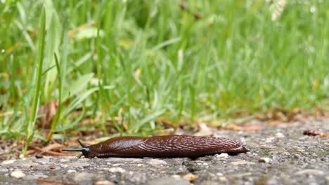 a brown, black slug creeps from the left side to right and exits the frame