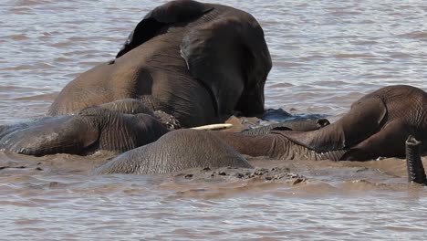 wide shot of african elephants swimming and submerging in the water, kruger national park