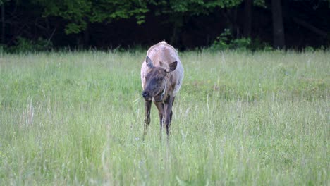 elk eating alone in cataloochie valley, north carolina