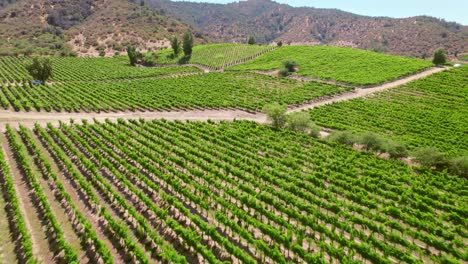 toma aérea sobre hileras de vides en un viñedo en el valle de cachapoal, chile.