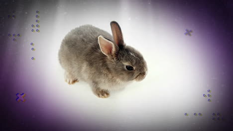 animación de formas que se mueven sobre el conejo sobre fondo blanco