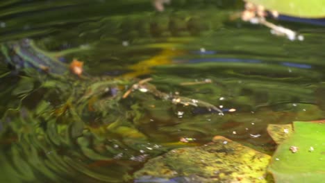wild water frog jumping into pond and swimming the fresh nature,slow motion