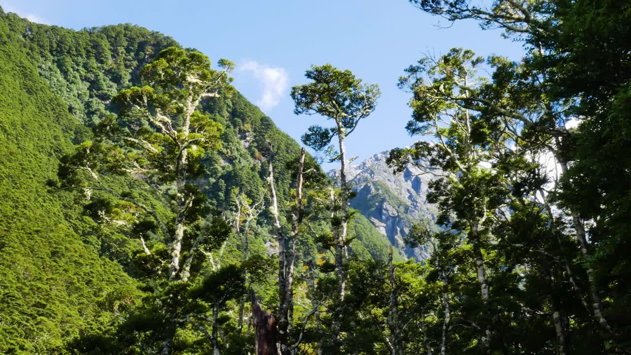 lush trees with mountain poking through