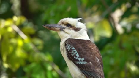 kookaburra se sienta en el viejo gumtree