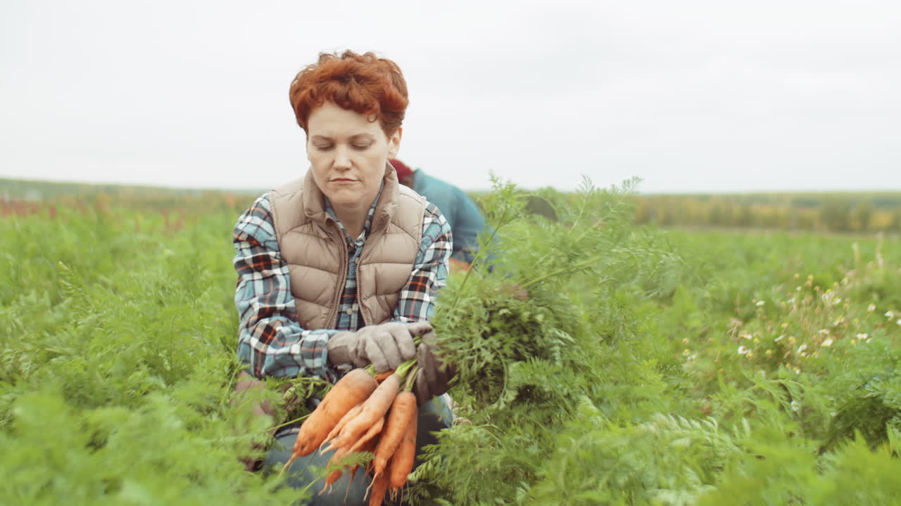 mujer cosechando zanahorias frescas en el campo de la granja