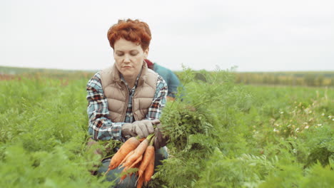 woman harvesting fresh carrot on farm field