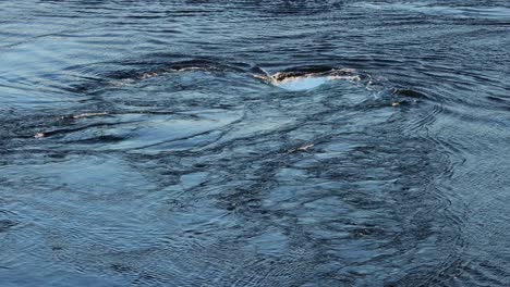 waves of water of the river and the sea meet each other during high tide and low tide.