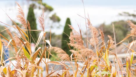 pampas grass moving gently in the breeze