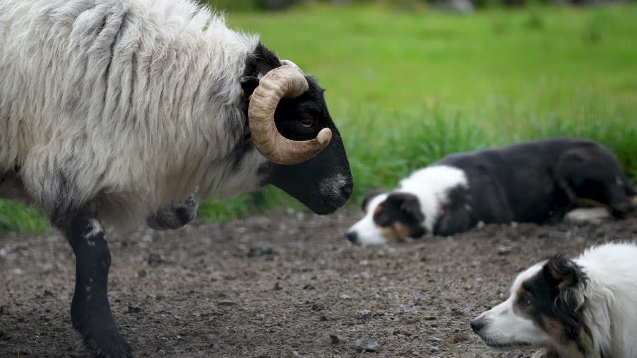 Incredible teamwork as two Border Collie sheepdogs confront a stubborn ram. The dogs use their intense focus and strategic positions to control the powerful animal