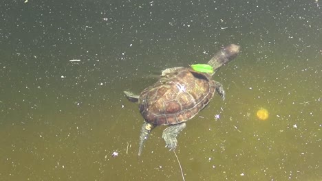 turtle swimming to surface of the pond with the sun reflecting on the the turtle's shell