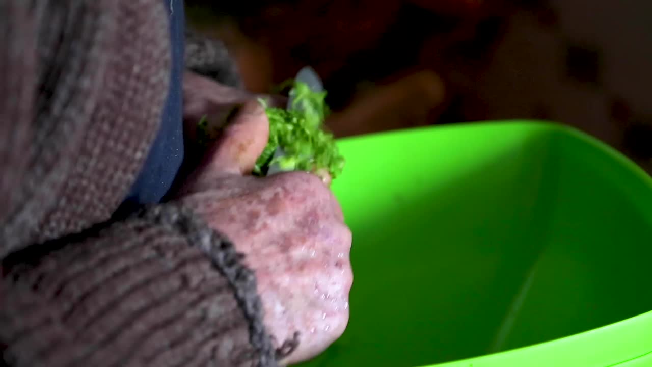 Man cuts kale with a knife.