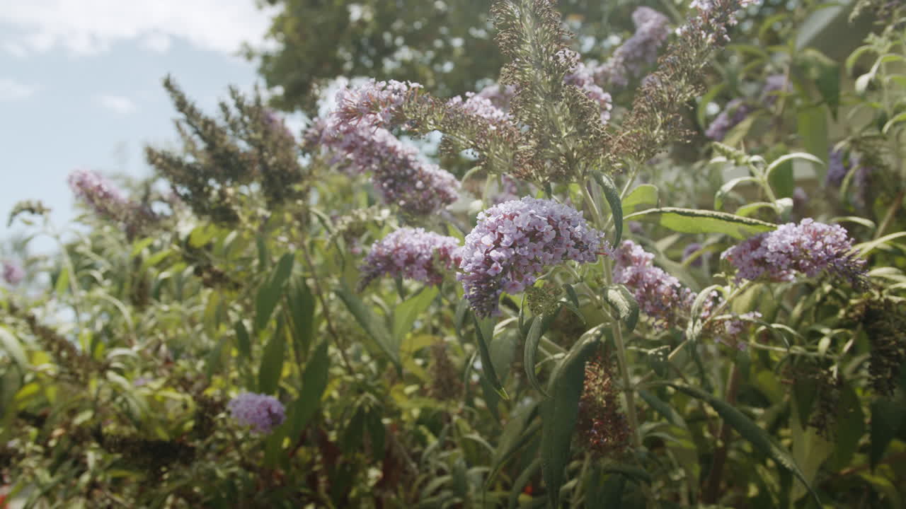 Butterfly bush with purple flowers