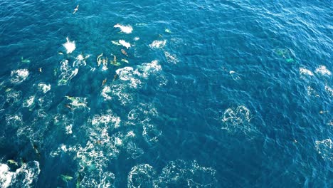 A-pod-of-common-dolphins-hunt-sardines-in-South-Africa,-aerial-shot