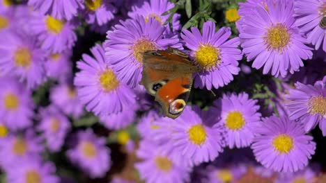 hermosa mariposa en flor