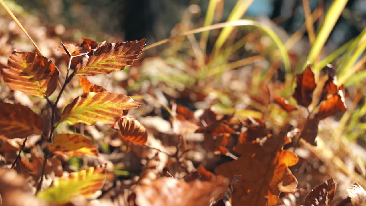 Close-up of autumn leaves on the forest floor in Amden, Switzerland, near Walensee. The vibrant colors of the fallen leaves contrast beautifully with the surrounding nature.