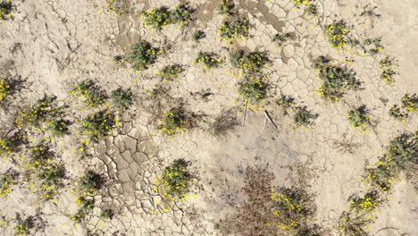 desert landscape yellow wildflowers, rising aerial