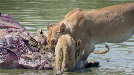 hungry lioness and cub eating carcass of prey kill in african river close up