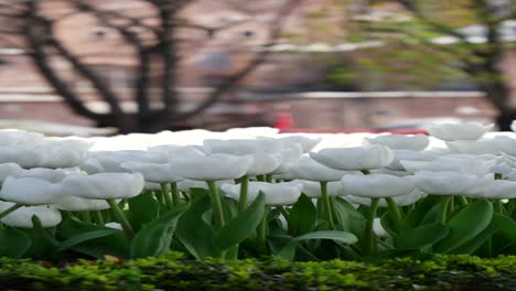 close up of a field of white tulips in bloom