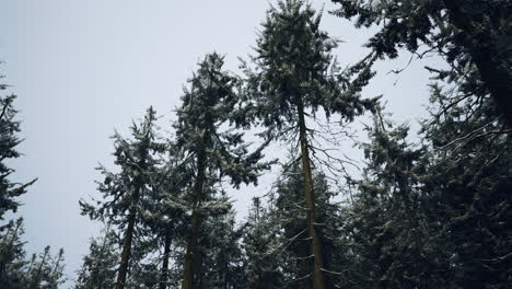 árboles cubiertos de nieve en un bosque de invierno