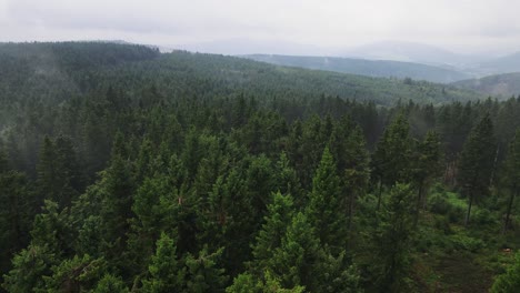 Vista-Superior-Aérea-Desde-El-Dron-De-La-Cubierta-Forestal-De-Pinos-Por-Niebla,-Fondo-Natural