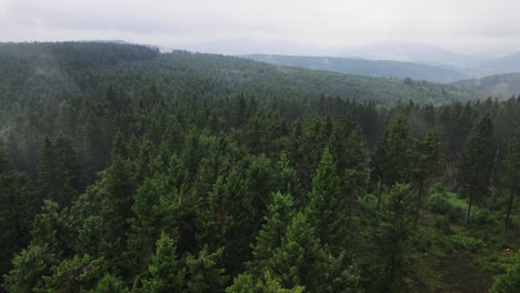 vista superior aérea desde el dron de la cubierta forestal de pinos por niebla, fondo natural