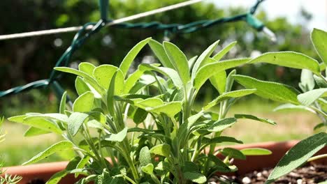 common sage  plant