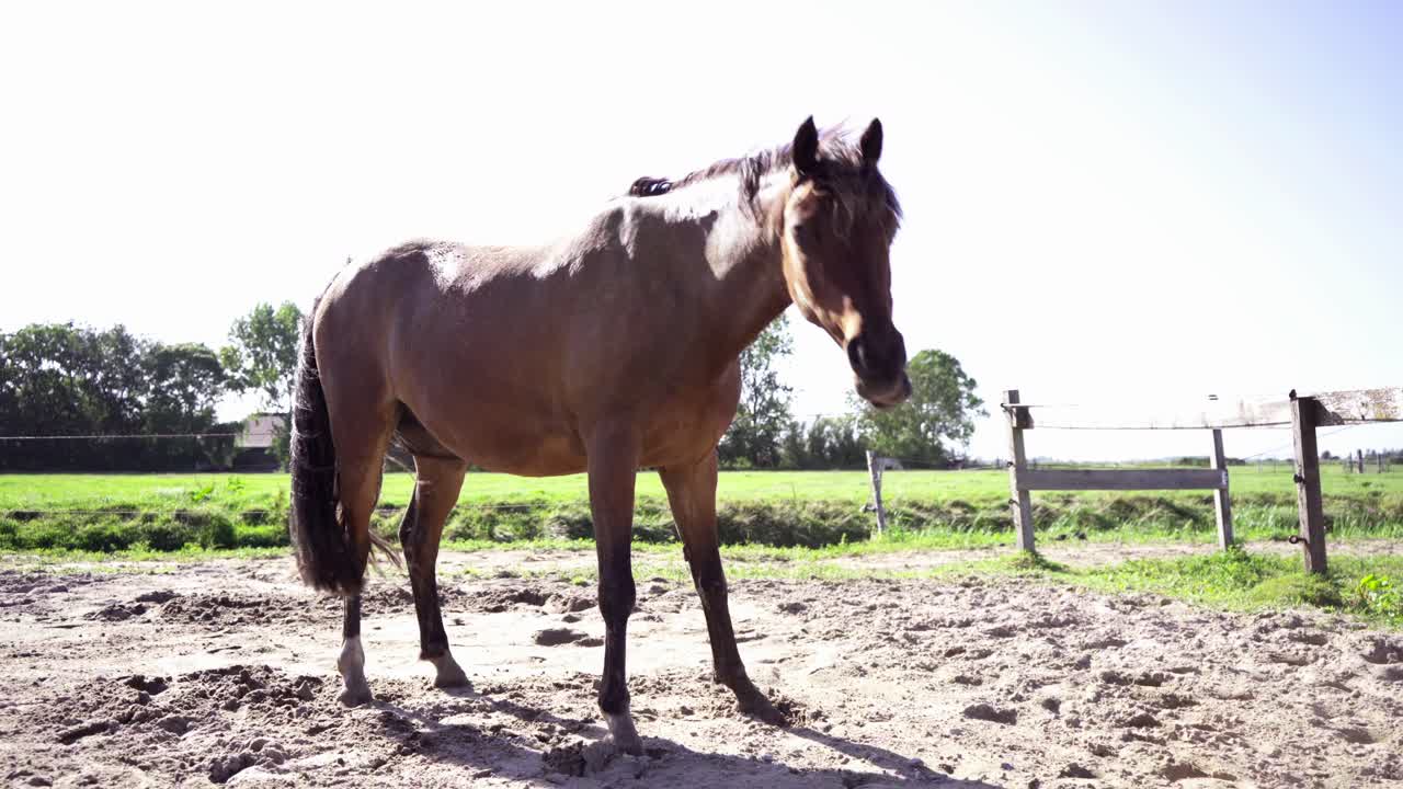 A wide shot of a dark brown horse rolling in sand, standing up, shaking it off and walking out of frame. Sunny day, grass and trees in the background.