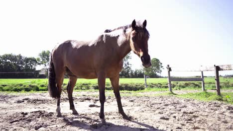 a wide shot of a dark brown horse rolling in sand, standing up, shaking it off and walking out of frame. sunny day, grass and trees in the background.