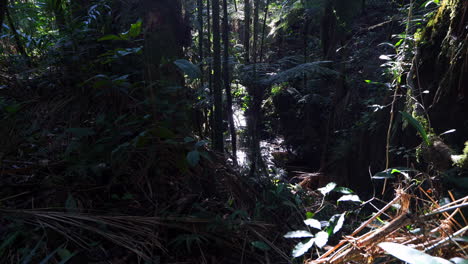 Exuberante-Bosque-Nuboso-Con-Arroyos-Y-Rayos-De-Sol-Sobre-Las-Plantas.