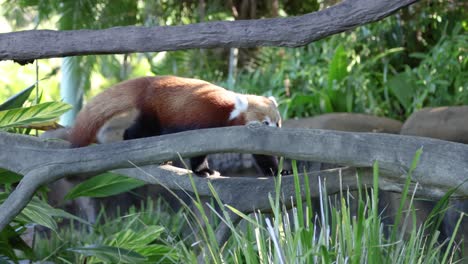 el panda rojo navegando por las ramas de los árboles en el zoológico de australia