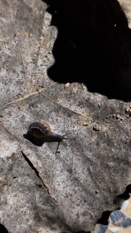 vertical shot on firefly snail bite poison insect pesticide organic fight diet larvae iran middle east asia arthropod bio bioluminescence brown bug detail emitting glowworm invertebrate macro nature