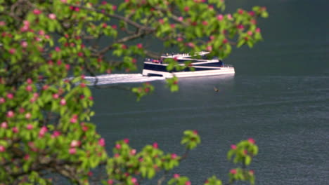 slow motion view of a yacht cruising across a body of water from behind a flowering tree that begins focused, then the focus changes to a clear image of the yacht